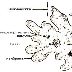 Amoeba Proteus: klasa, środek życia, zdjęcie