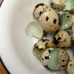 Перепелині яйця натщесерце: користь та шкода Скільки потрібно з'їдати перепелиних яєць день